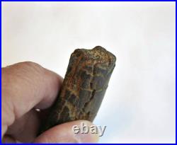 Fossil Rib Bone from a Duckbilled Dinosaur, Hadrosaurus foulkii or Plesiosaurs