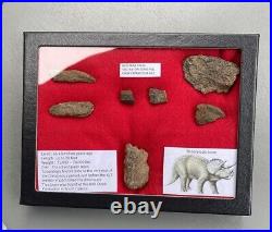 Fossil Triceratops Bone Fragments, Hell Creek Montana, Glass Riker Display Box