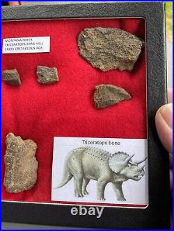 Fossil Triceratops Bone Fragments, Hell Creek Montana, Glass Riker Display Box