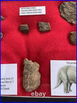 Fossil Triceratops Bone Fragments, Hell Creek Montana, Glass Riker Display Box