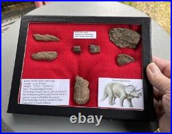 Fossil Triceratops Bone Fragments, Hell Creek Montana, Glass Riker Display Box