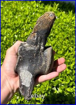 Fossil Tylosaurus Mosasaur Vertebrae MUSEUM QUALITY Texas Ozan Fm Dinosaur Bones