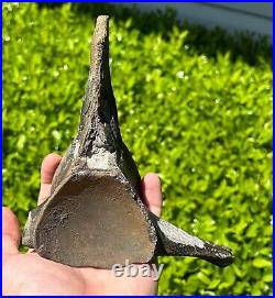 Fossil Tylosaurus Mosasaur Vertebrae MUSEUM QUALITY Texas Ozan Fm Dinosaur Bones