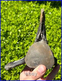 Fossil Tylosaurus Mosasaur Vertebrae MUSEUM QUALITY Texas Ozan Fm Dinosaur Bones