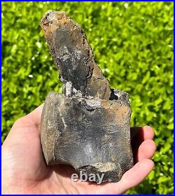 Fossil Tylosaurus Mosasaur Vertebrae MUSEUM QUALITY Texas Ozan Fm Dinosaur Bones