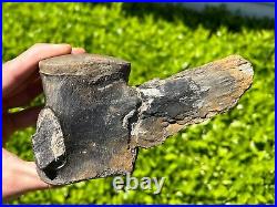 Fossil Tylosaurus Mosasaur Vertebrae MUSEUM QUALITY Texas Ozan Fm Dinosaur Bones