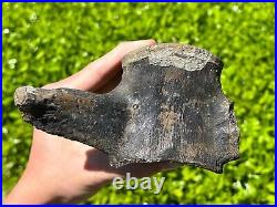 Fossil Tylosaurus Mosasaur Vertebrae MUSEUM QUALITY Texas Ozan Fm Dinosaur Bones