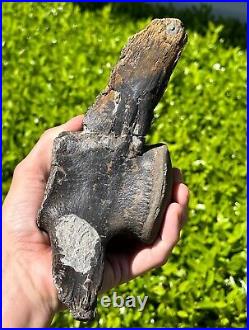 Fossil Tylosaurus Mosasaur Vertebrae MUSEUM QUALITY Texas Ozan Fm Dinosaur Bones