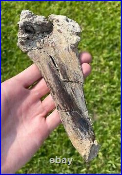 Fossil Tyrannosaur Rib Albertosaurus or Daspletosaurus Dinosaur Bone Rare