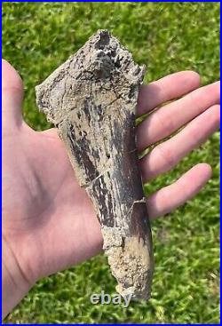 Fossil Tyrannosaur Rib Albertosaurus or Daspletosaurus Dinosaur Bone Rare