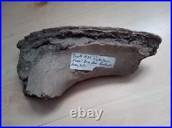 Fossilised Dinosaur Bone, Badlands, South Dakota, USA