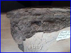 Fossilised Dinosaur Bone, Badlands, South Dakota, USA