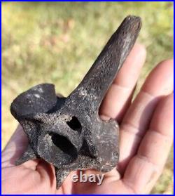 Fossilized Billfish Hypural Bone Museum Quality