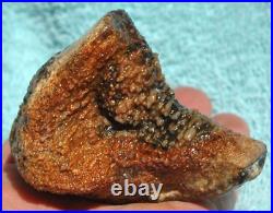 Fossilized Dinosaur Bone Jewelry Grade Agatized Golden Black Heart 200gr-7.1oz