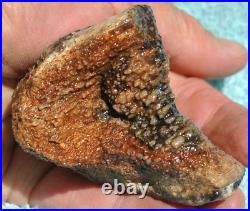 Fossilized Dinosaur Bone Jewelry Grade Agatized Golden Black Heart 200gr-7.1oz