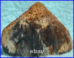 Fossilized Dinosaur Bone Jewelry Grade Agatized Golden Black Heart 200gr-7.1oz