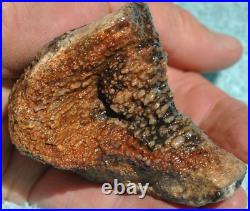 Fossilized Dinosaur Bone Jewelry Grade Agatized Golden Black Heart 200gr-7.1oz