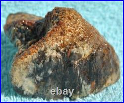 Fossilized Dinosaur Bone Jewelry Grade Agatized Golden Black Heart 200gr-7.1oz