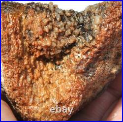 Fossilized Dinosaur Bone Jewelry Grade Agatized Golden Black Heart 200gr-7.1oz