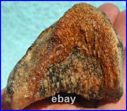 Fossilized Dinosaur Bone Jewelry Grade Agatized Golden Black Heart 200gr-7.1oz