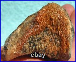 Fossilized Dinosaur Bone Jewelry Grade Agatized Golden Black Heart 200gr-7.1oz