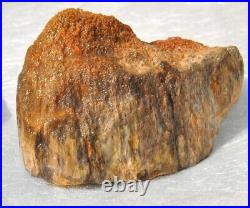 Fossilized Dinosaur Bone Jewelry Grade Agatized Golden Black Heart 200gr-7.1oz