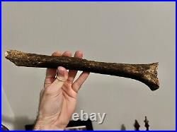 Fossilized Primate Hominin Tibia (shin Bone). Very Old, Rare and Ancient