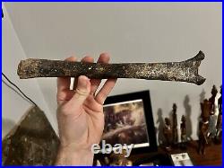 Fossilized Primate Hominin Tibia (shin Bone). Very Old, Rare and Ancient