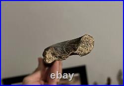 Fossilized Primate Hominin Tibia (shin Bone). Very Old, Rare and Ancient