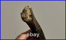 Fossilized Primate Hominin Tibia (shin Bone). Very Old, Rare and Ancient