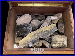 Fossils Bones Minerals, Rocks found in storage locker. With Display Boxes