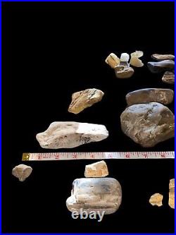 Fossils Bones Minerals, Rocks found in storage locker. With Display Boxes