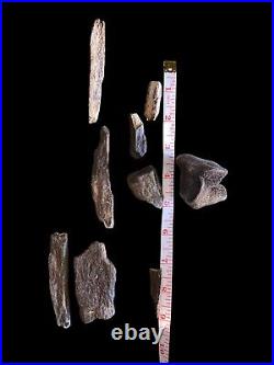 Fossils Bones Minerals, Rocks found in storage locker. With Display Boxes