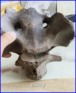 From the Ice Age Spinal bone fossil mammal fossils specimen china bone fossils