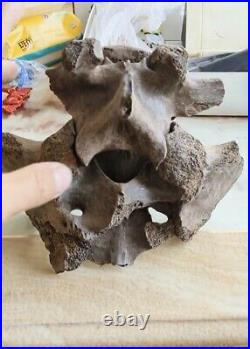 From the Ice Age Spinal bone fossil mammal fossils specimen china bone fossils