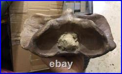 From the Ice Age neck bone fossils mammal fossils specimen china bone fossils