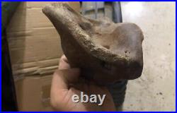 From the Ice Age neck bone fossils mammal fossils specimen china bone fossils