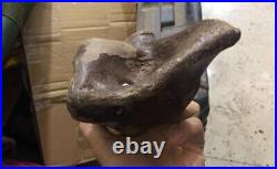 From the Ice Age neck bone fossils mammal fossils specimen china bone fossils