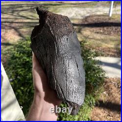 Fully Mineralized Extinct Baleen Whale Jaw Bone Fossil Segment- Not Modern