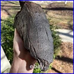 Fully Mineralized Extinct Baleen Whale Jaw Bone Fossil Segment- Not Modern