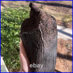 Fully Mineralized Extinct Baleen Whale Jaw Bone Fossil Segment- Not Modern