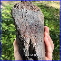 Fully Mineralized Extinct Baleen Whale Jaw Bone Fossil Segment- Not Modern