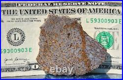 Gem Bone Dinosaur Fossil Golden Trails Agatized Petrified Jurassic 35gr-1¼oz