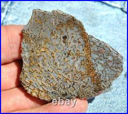 Gem Bone Dinosaur Fossil Golden Trails Agatized Petrified Jurassic 35gr-1¼oz