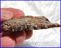 Gem Bone Dinosaur Fossil Golden Trails Agatized Petrified Jurassic 35gr-1¼oz