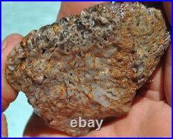 Gem Bone Dinosaur Fossil Golden Trails Agatized Petrified Jurassic 35gr-1¼oz