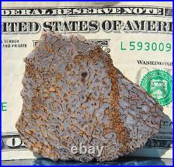 Gem Bone Dinosaur Fossil Golden Trails Agatized Petrified Jurassic 35gr-1¼oz