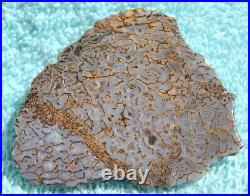 Gem Bone Dinosaur Fossil Golden Trails Agatized Petrified Jurassic 35gr-1¼oz