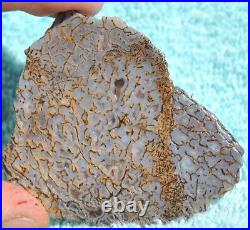 Gem Bone Dinosaur Fossil Golden Trails Agatized Petrified Jurassic 35gr-1¼oz