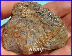 Gem Bone Dinosaur Fossil Golden Trails Agatized Petrified Jurassic 35gr-1¼oz